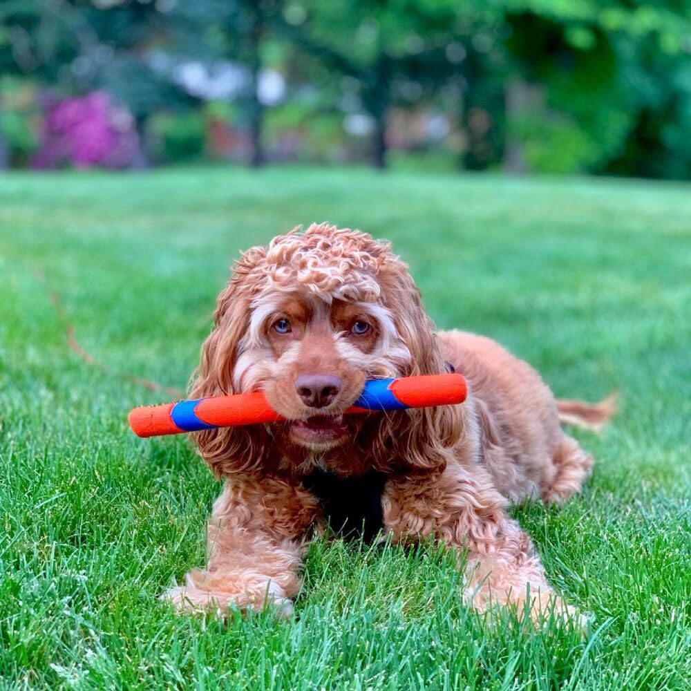 Interactive Dog Toy C242