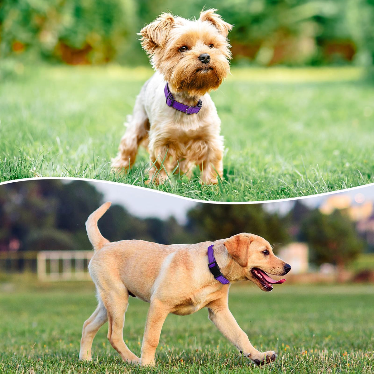 Reflective Adjustable Nylon Dog Collar Q862